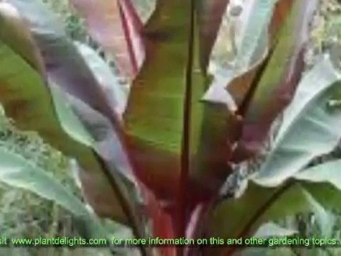 How to Care For Ornamental Bananas - Musella