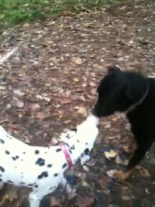 IMG_sally au bois 2
