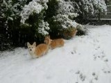 1° snow for Aramis & June the youngers of my family Corgis