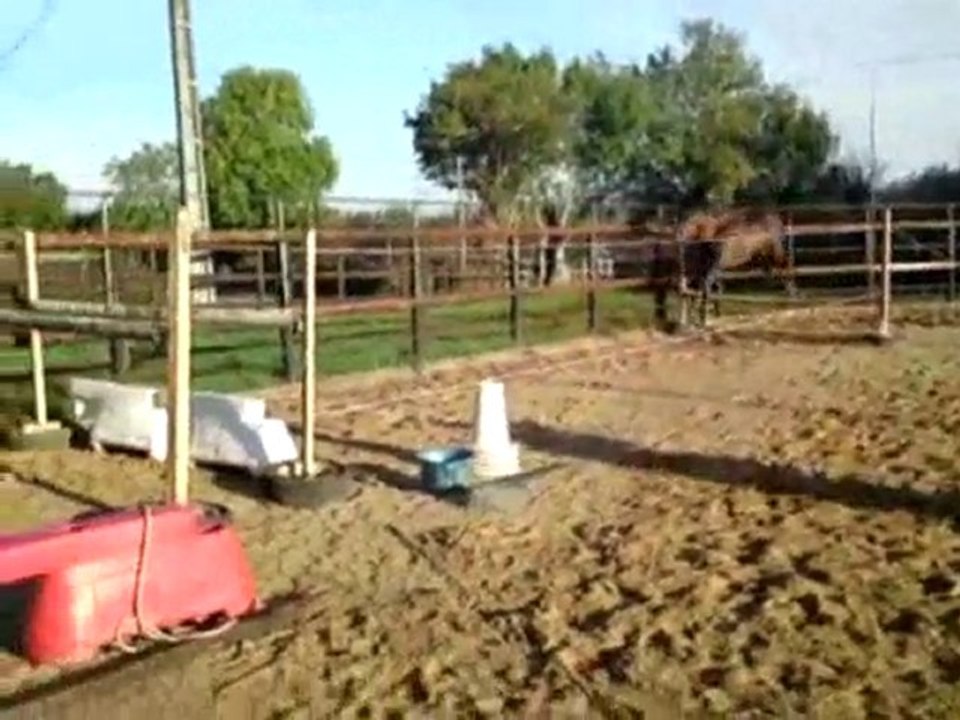 Un Prince Madelice - entier 2 an débourré - extra CSO - CCE