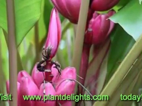 Species of Banana Plants - Musa velutina