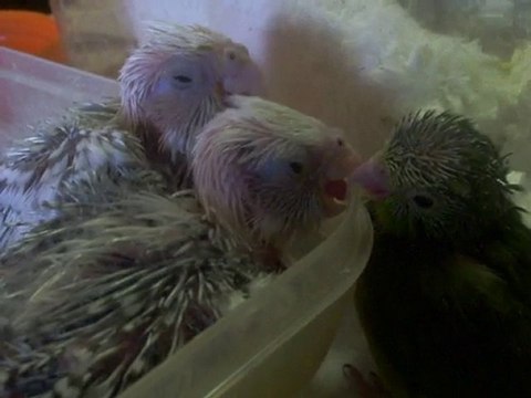 Petit touis et oisillons calopsittes