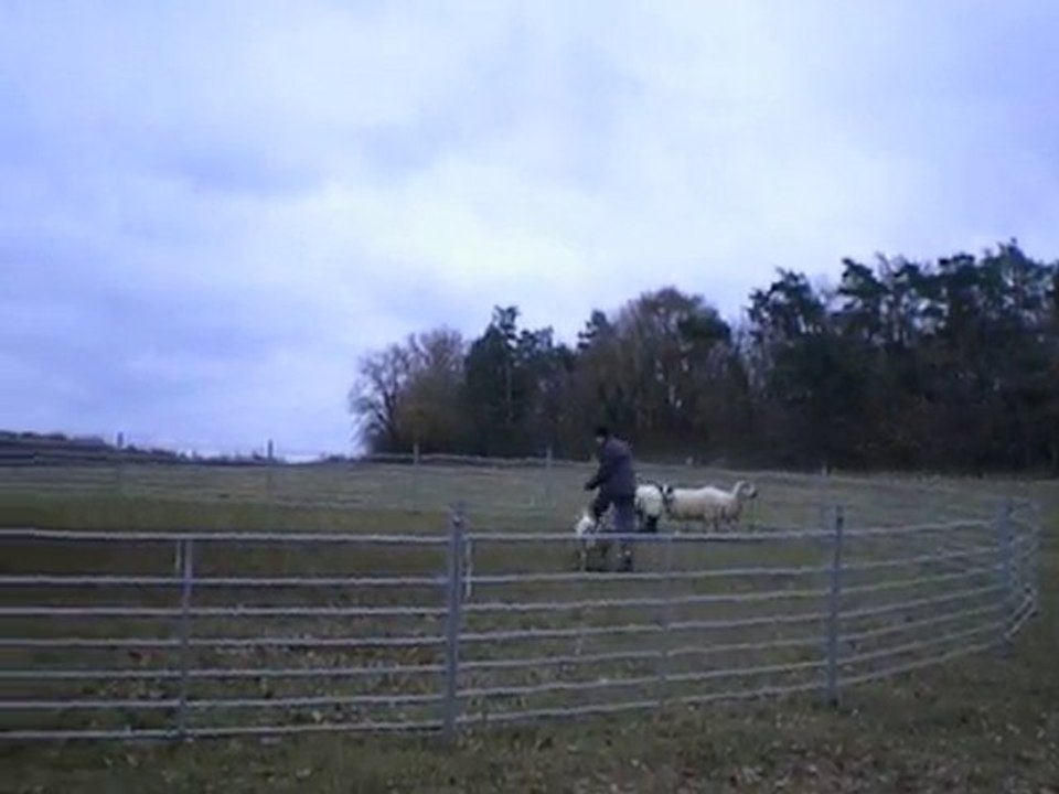 Figuane 6 mois aux moutons