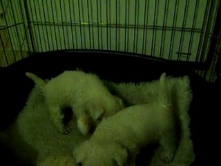 Des chiots qui s'en prennent à un ourson et une vachette!!!