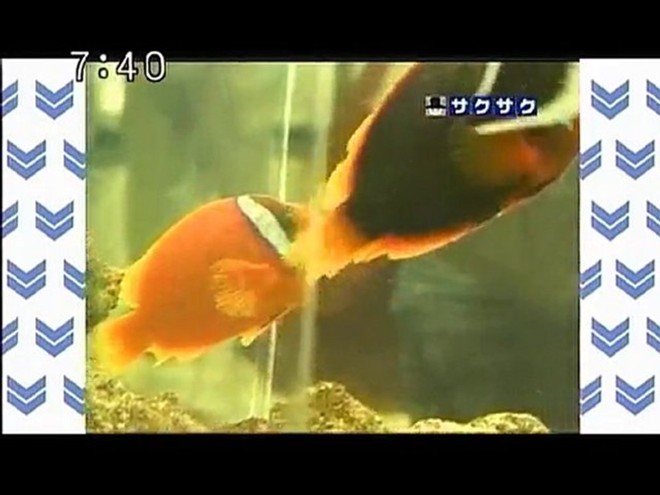 sakusaku 101130 2 ?????????????2/5