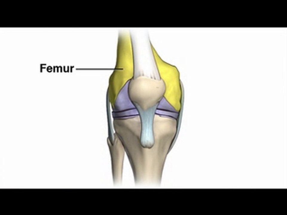 Knee Examination