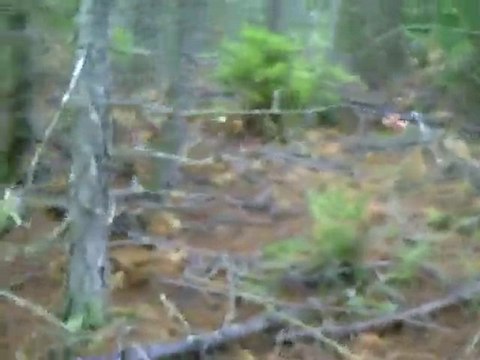 Sortie du 20 Novembre 2010 => Début de Rapproché (1)