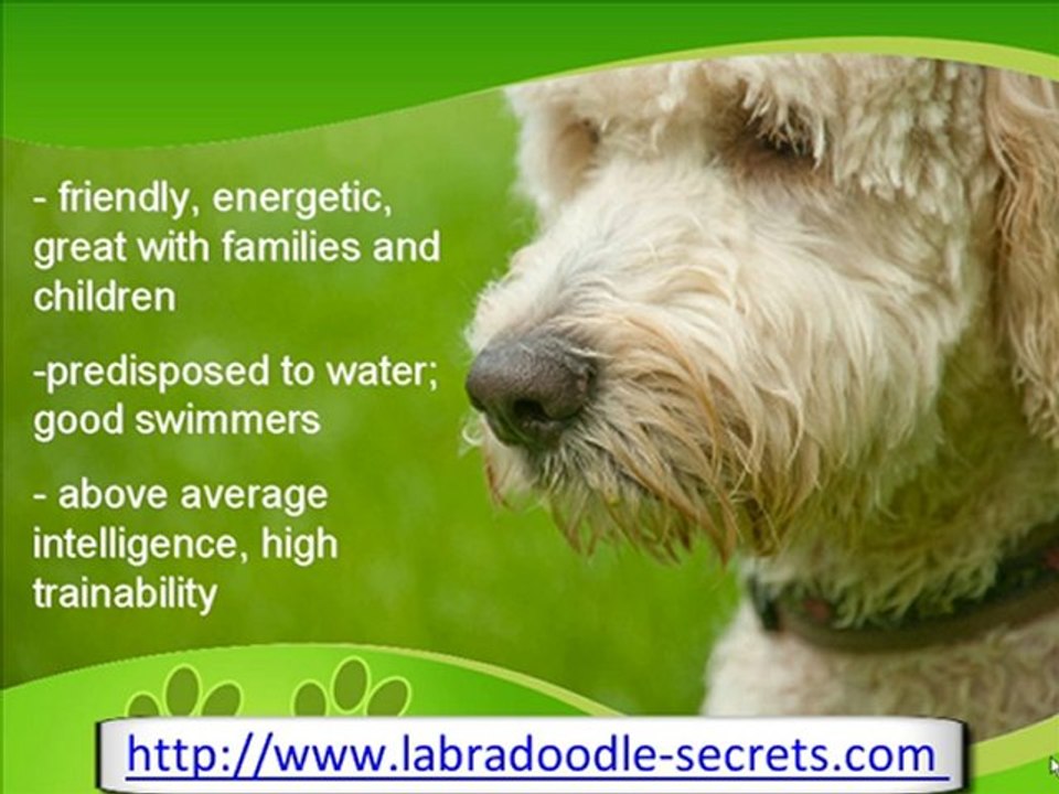 The Labradoodle