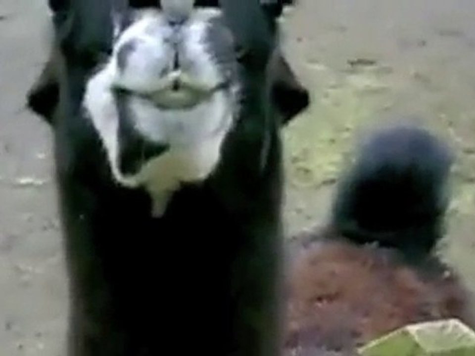 Spitting llama