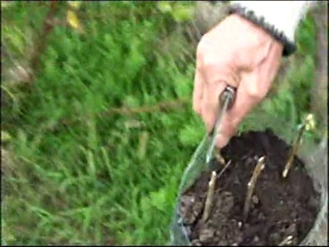 Bouture de cassis 2010