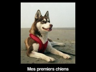 Mes premiers chiens