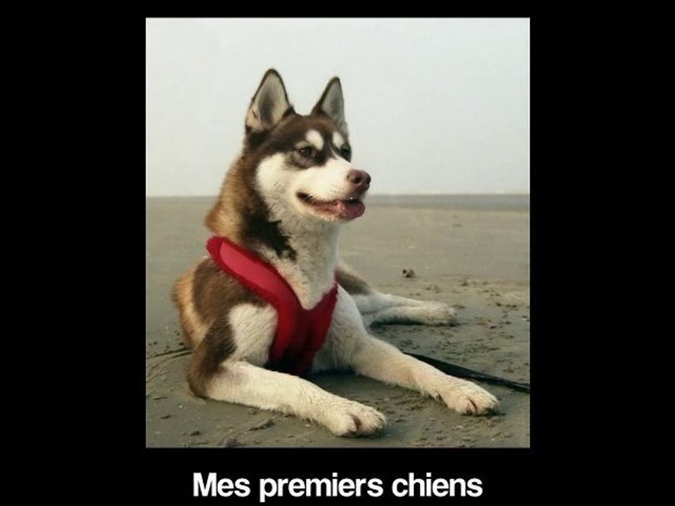 Mes premiers chiens
