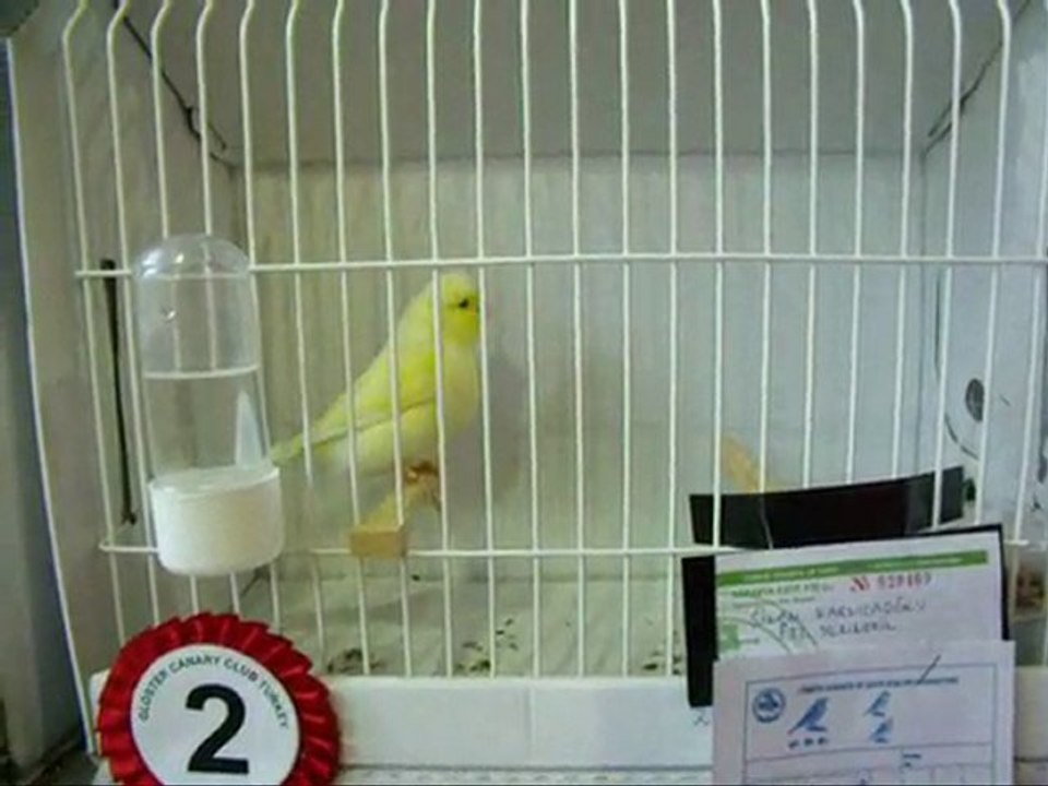 067-2010 | CLUP SHOW