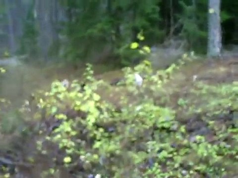 Sortie du 20 Novembre 2010 => Rapproché (4)