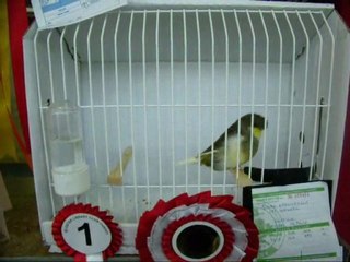 095-2010 | CLUP SHOW 2010