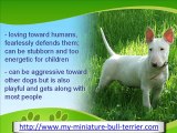The Miniature Bull Terrier
