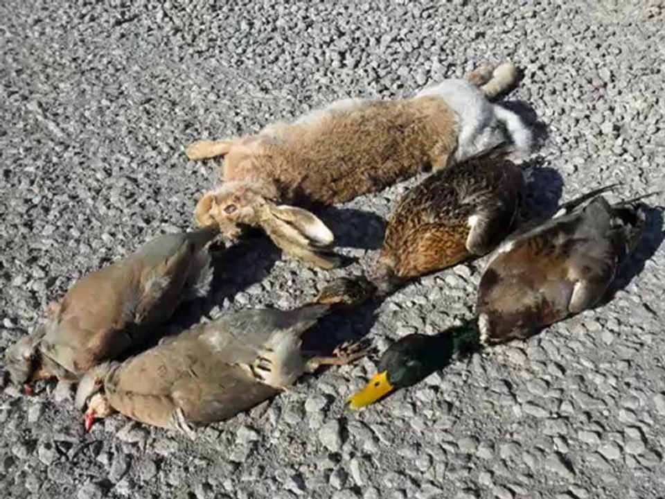 TAVŞAN KEKLİK ÖRDEK AVI 28.11.2010