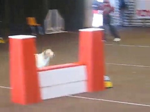 AGILITY LALANDES 2010 008