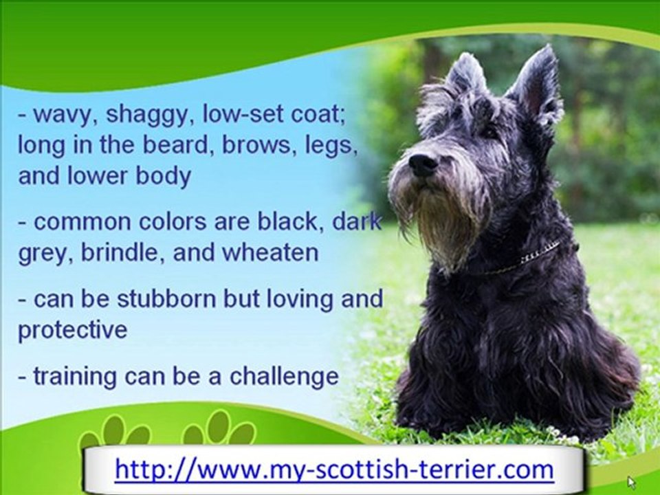 The Rugged and Determined Scottish Terrier
