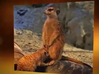 YouTube-Śmieszne Foty (Funny Foto)