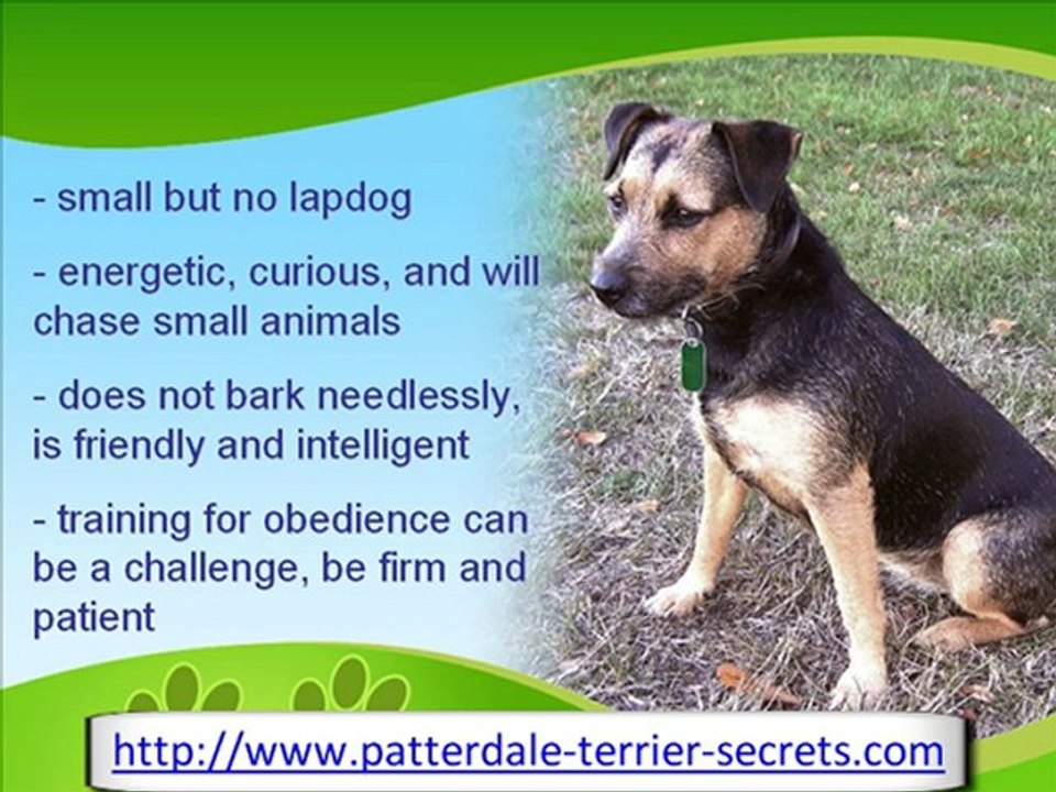 The Patterdale Terrier