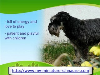 The Popular Miniature Schnauzer