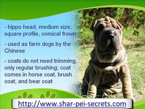 The Wrinkly Fighter, The Shar Pei