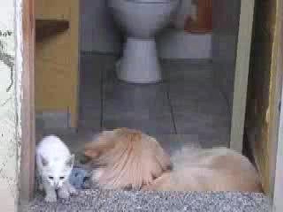 CHERCHE LA MERDE PETIT