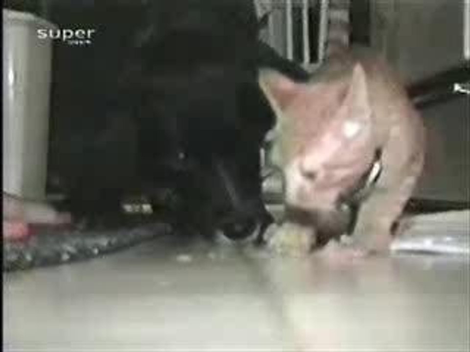 Who is the Boss...