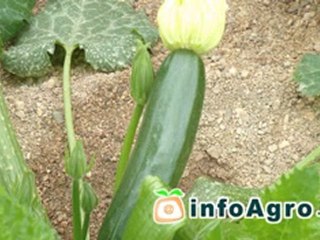 Cómo cultivar calabacines. 1ª parte