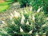 Butterfly Bush Plant Morphology - Flower
