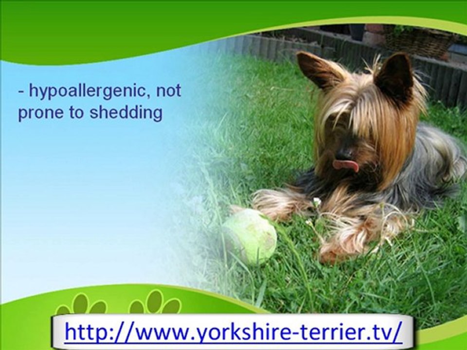 The Charming Yorkshire Terrier
