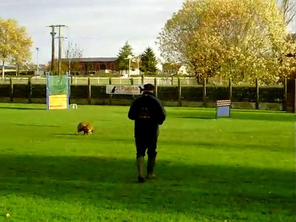 Cobra rapport d'objet