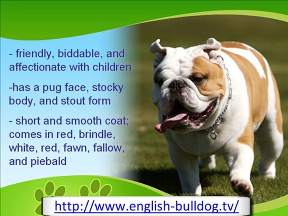 The Gentle English Bulldog