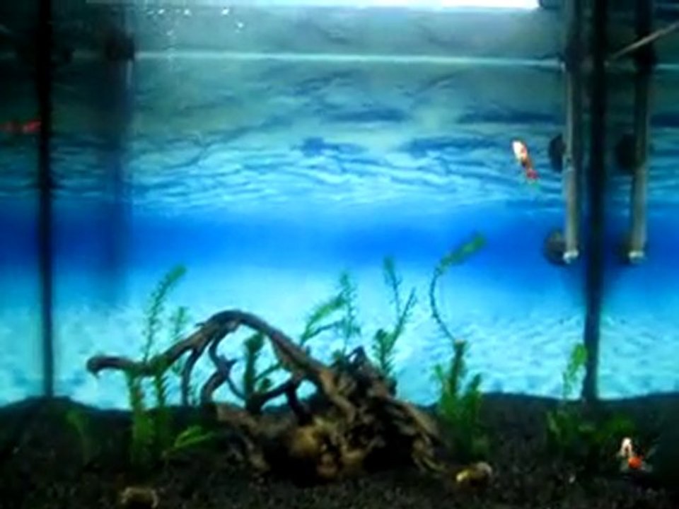 akvaryumum