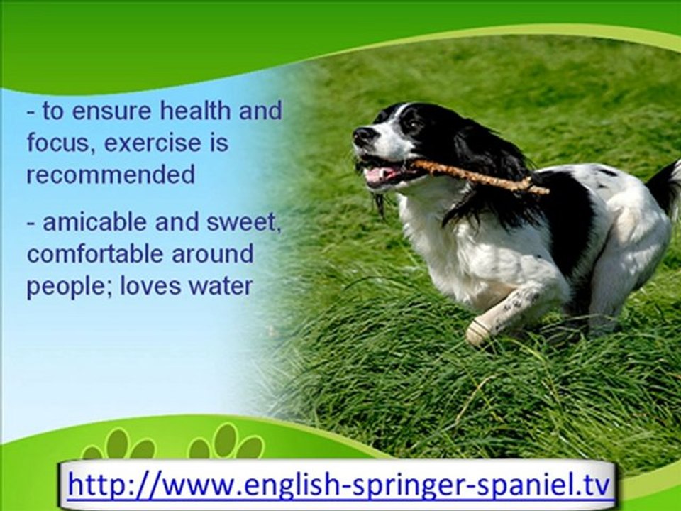 The Adorable English Springer Spaniel