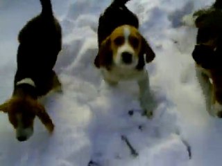 Chiots & Neige, Feline & Farouche, Fangio & Fakir