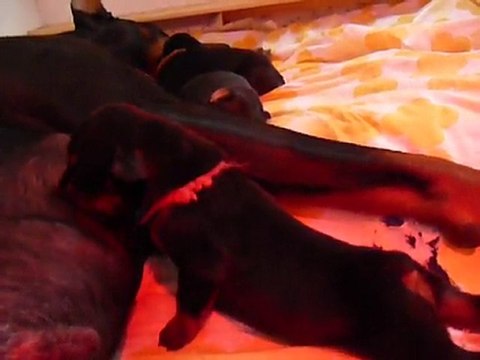 F-Litter Abyss x Zargo (6 days)