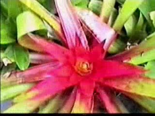 TINGANA El Misterioso andar de los árboles (Moyobamba-PERU)