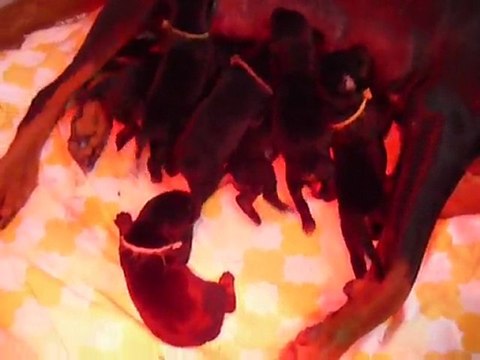 F-Litter Abyss x Zargo (6 days)