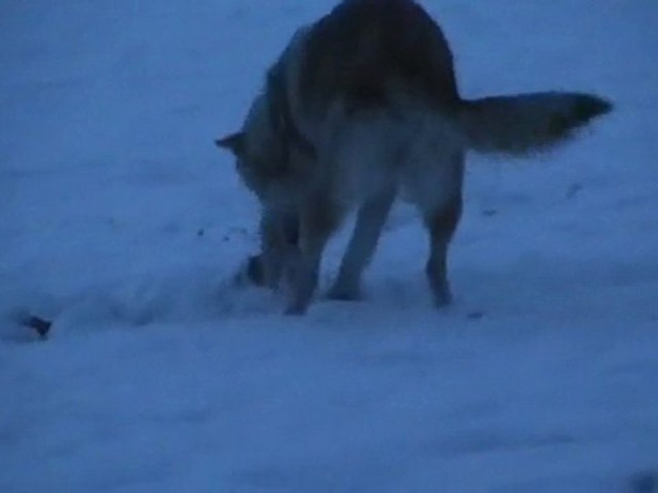 Ebène et la boule de neige