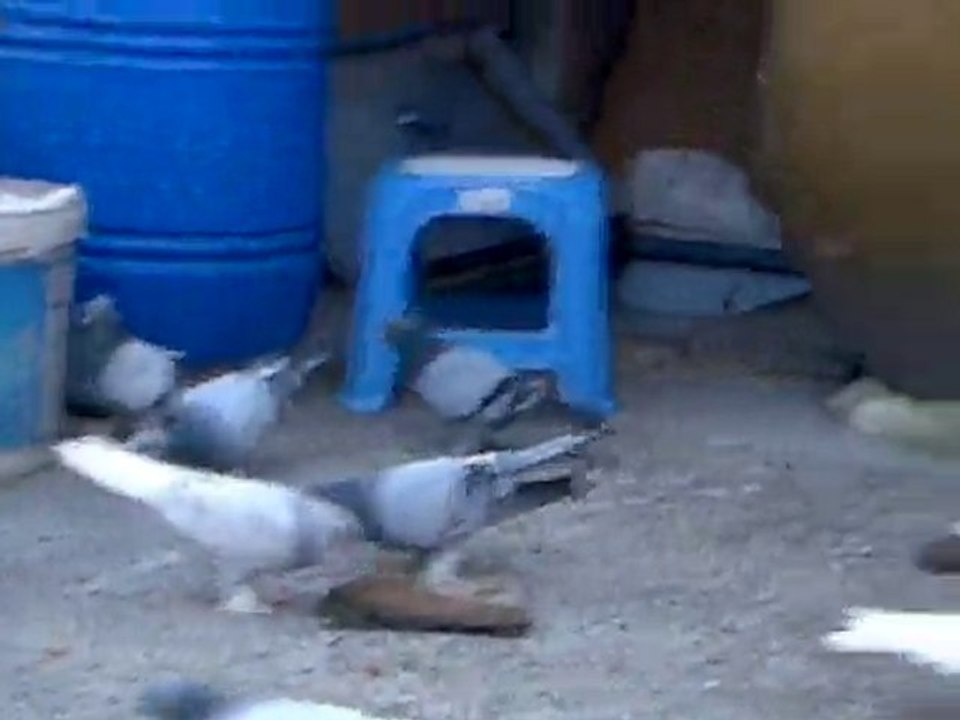 Video317