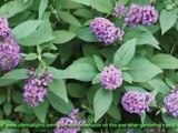 Butterfly Bush Plant Morphology - Leaves