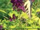 Butterfly Bush Cultivars - Buddleia Lochinch