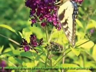 Butterfly Bush Cultivars - Buddleia Lochinch