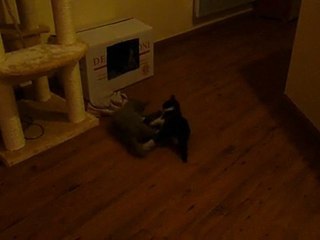 Bagarre pour une serpillère