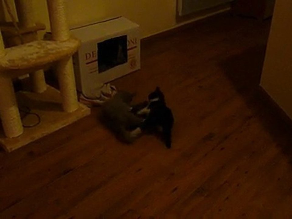 Bagarre pour une serpillère