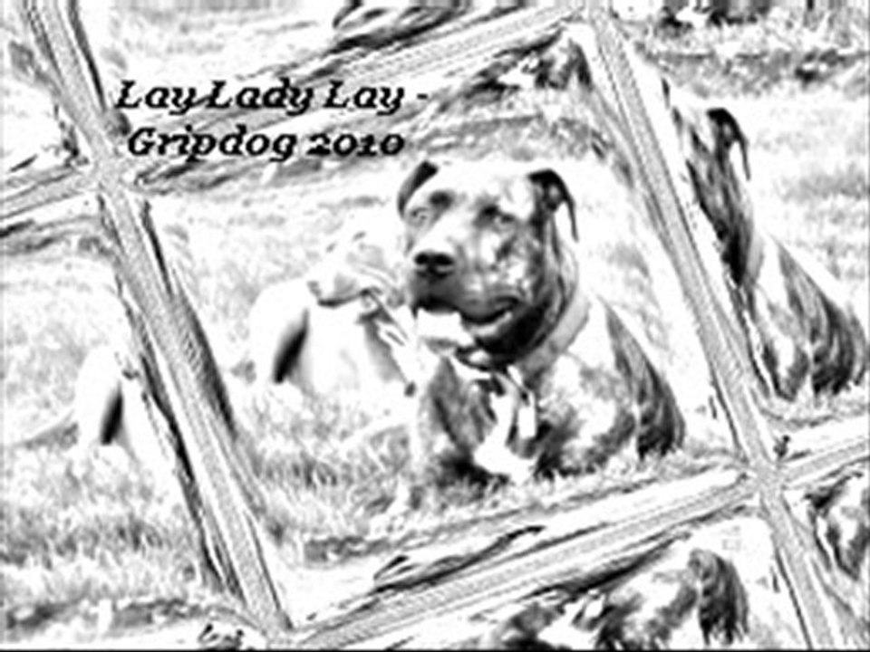Lay Lady Lay (Gripdog 2010)