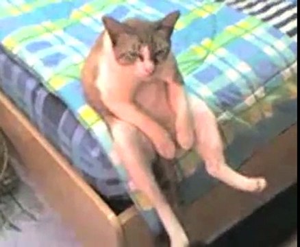 Chat assis rigolo a pas rater mdrrr!!! - Vidéo Dailymotion