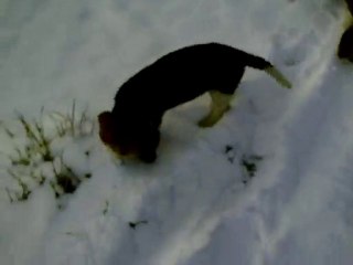 Chiots dans la neige !!